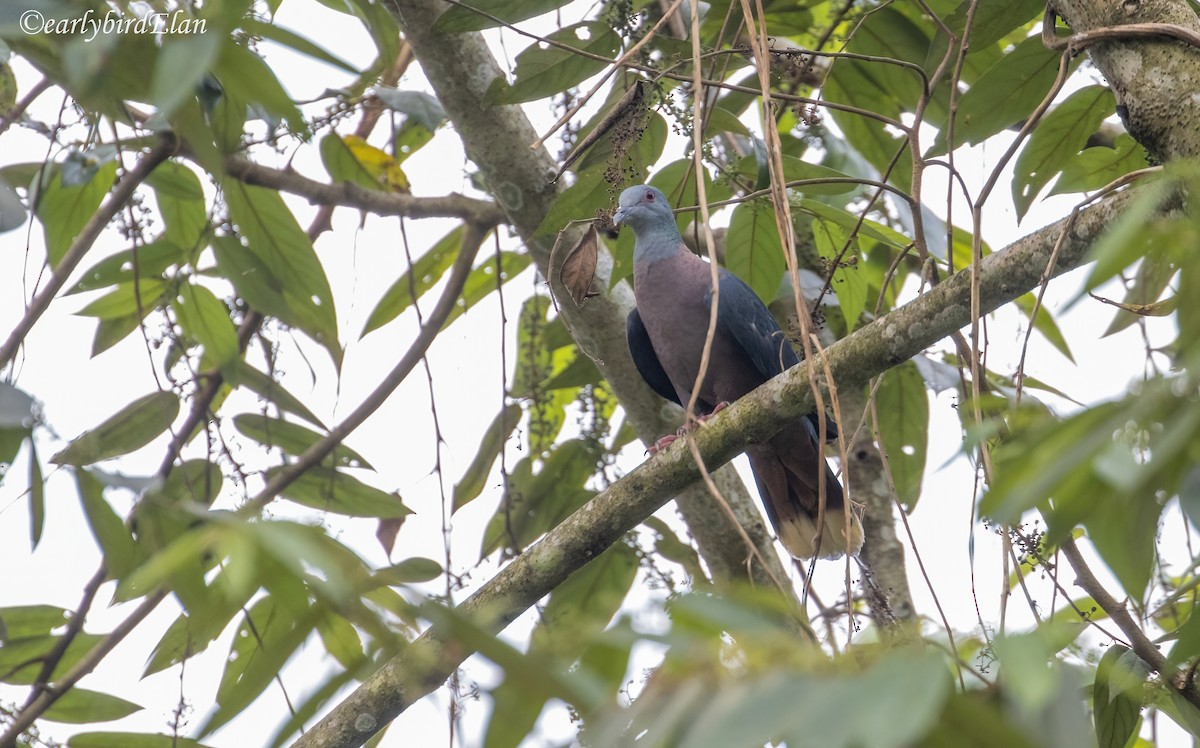 Western Bronze-naped Pigeon - ML633949379