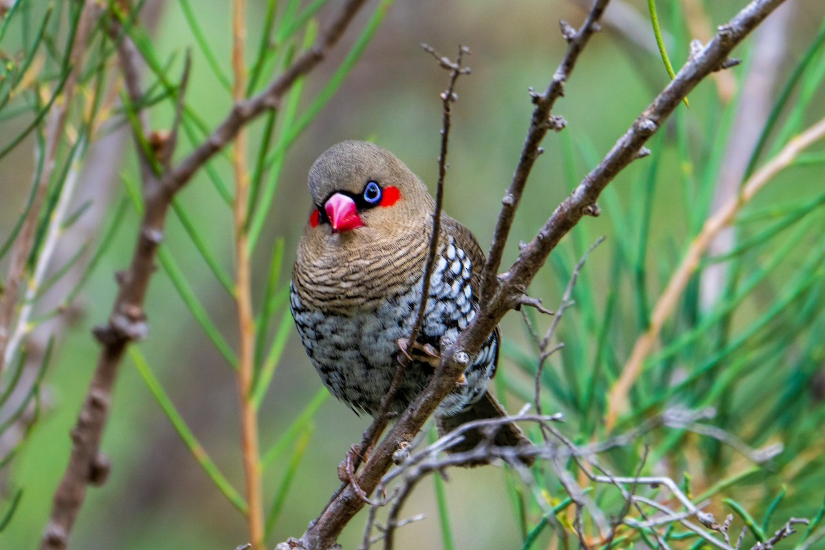 Red-eared Firetail - ML633949484