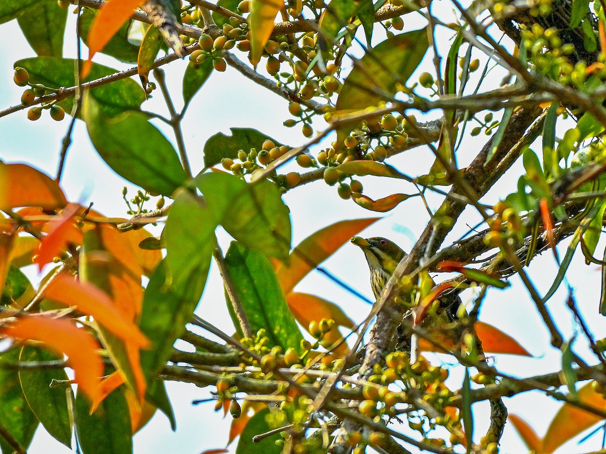 Yellow-vented Flowerpecker - ML633949492