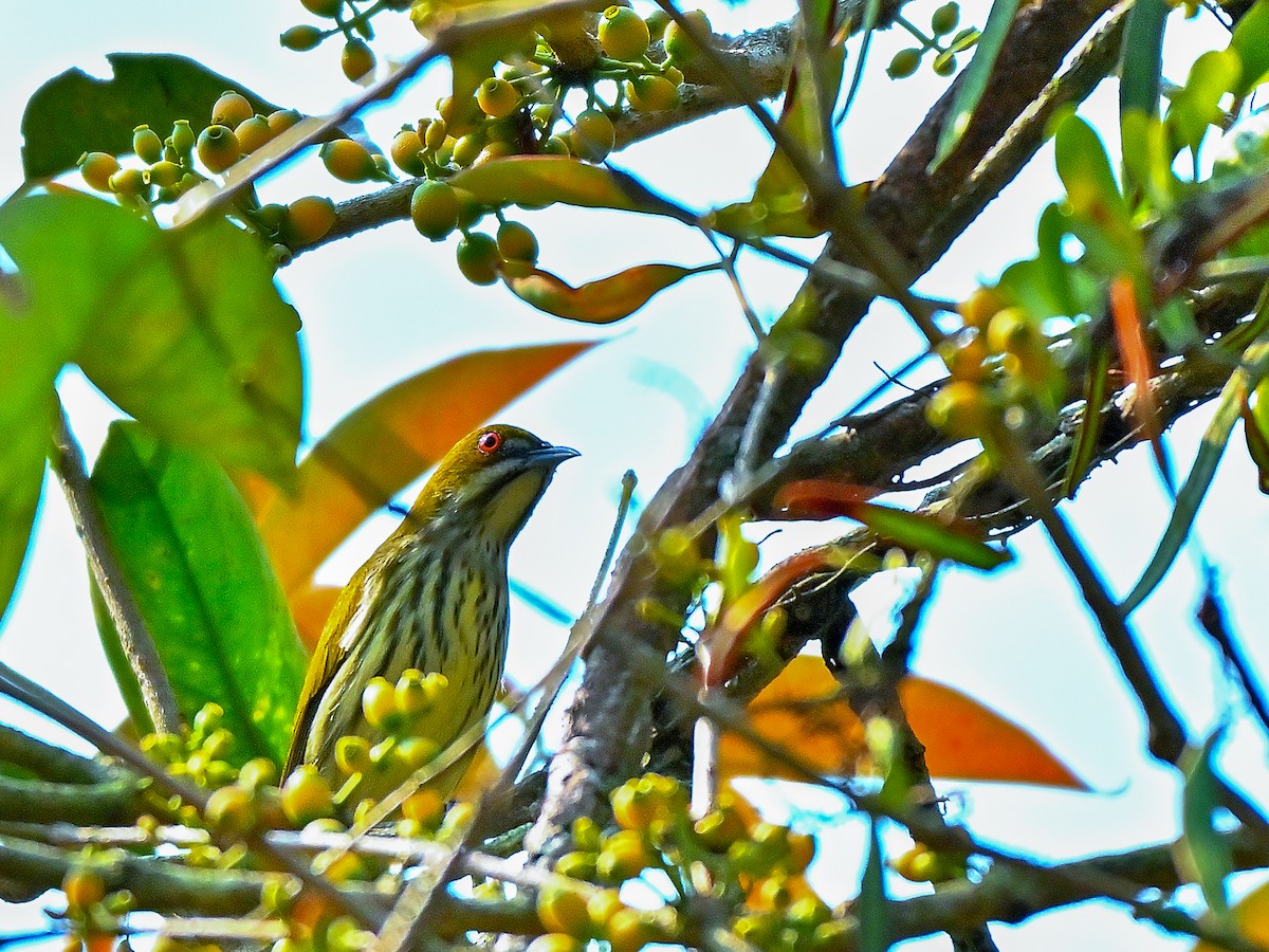 Yellow-vented Flowerpecker - ML633949493