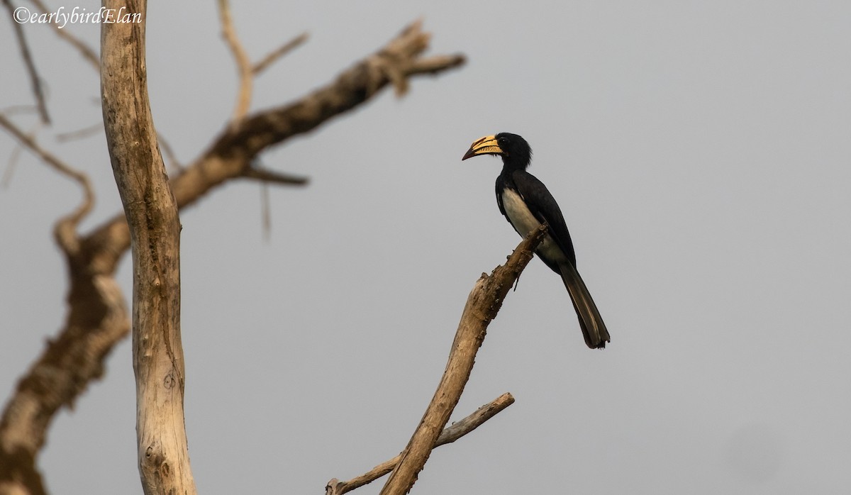 Congo Pied Hornbill - ML633949533