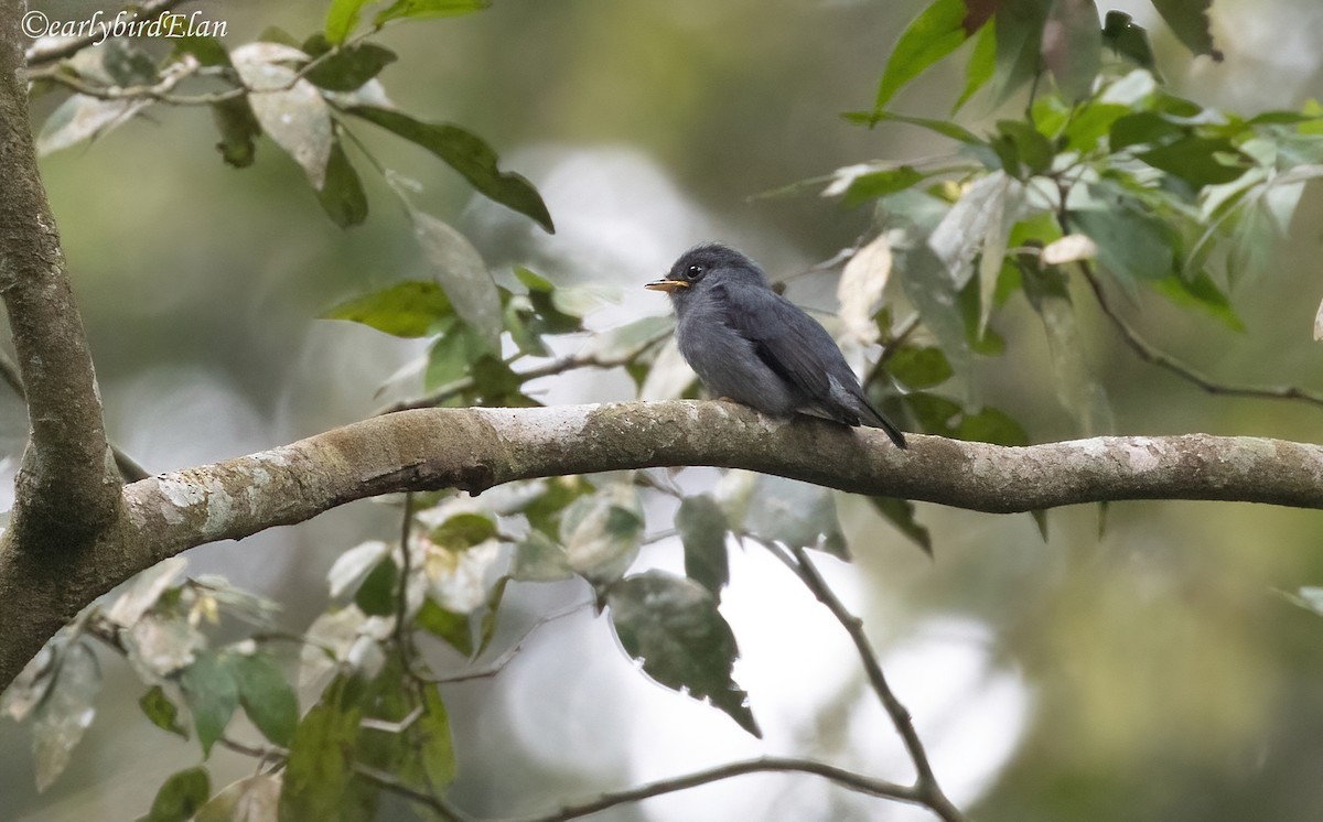 Yellow-footed Flycatcher - ML633949565