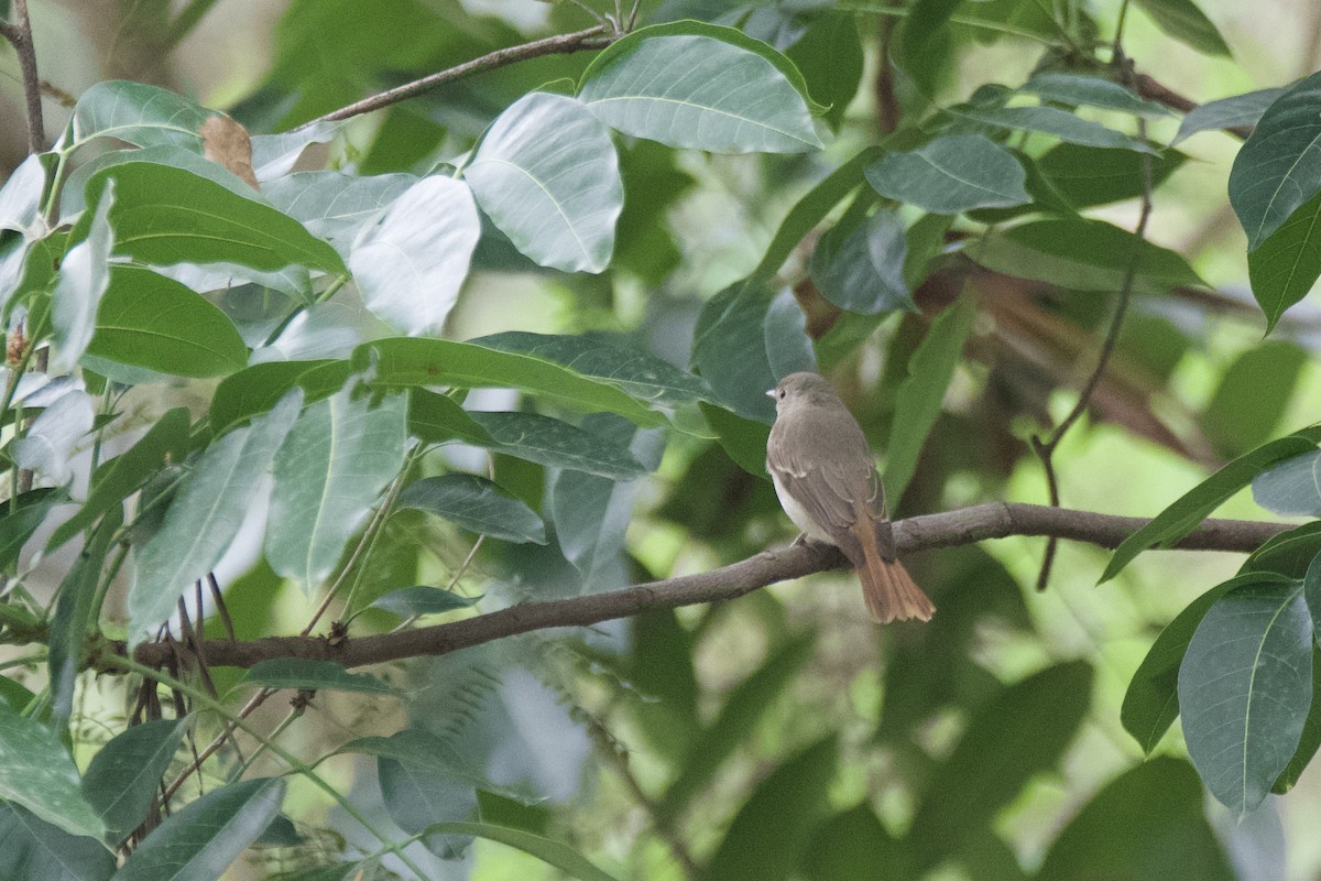 Rusty-tailed Flycatcher - ML633949633