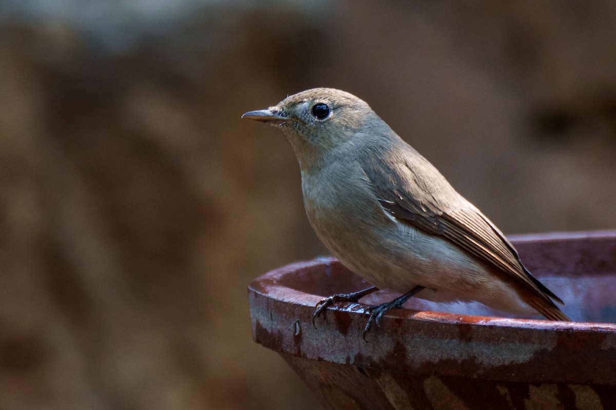 Rusty-tailed Flycatcher - ML633949654