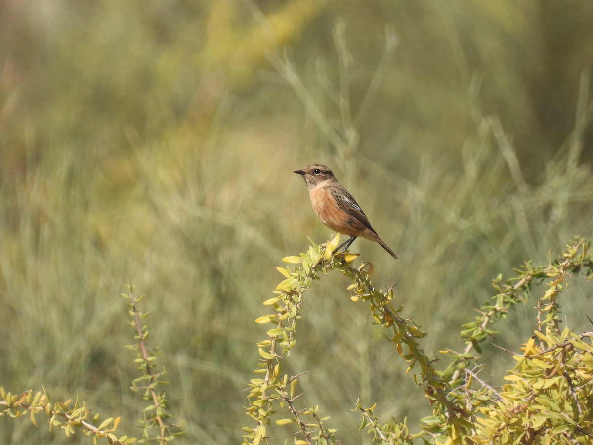 European Stonechat - ML633949667