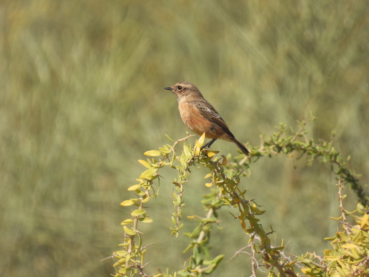 European Stonechat - ML633949668