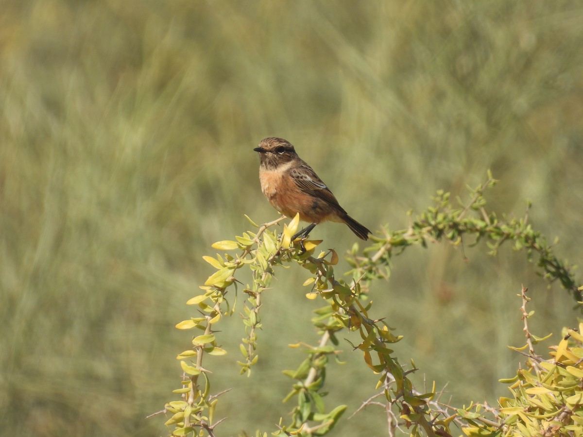 European Stonechat - ML633949669