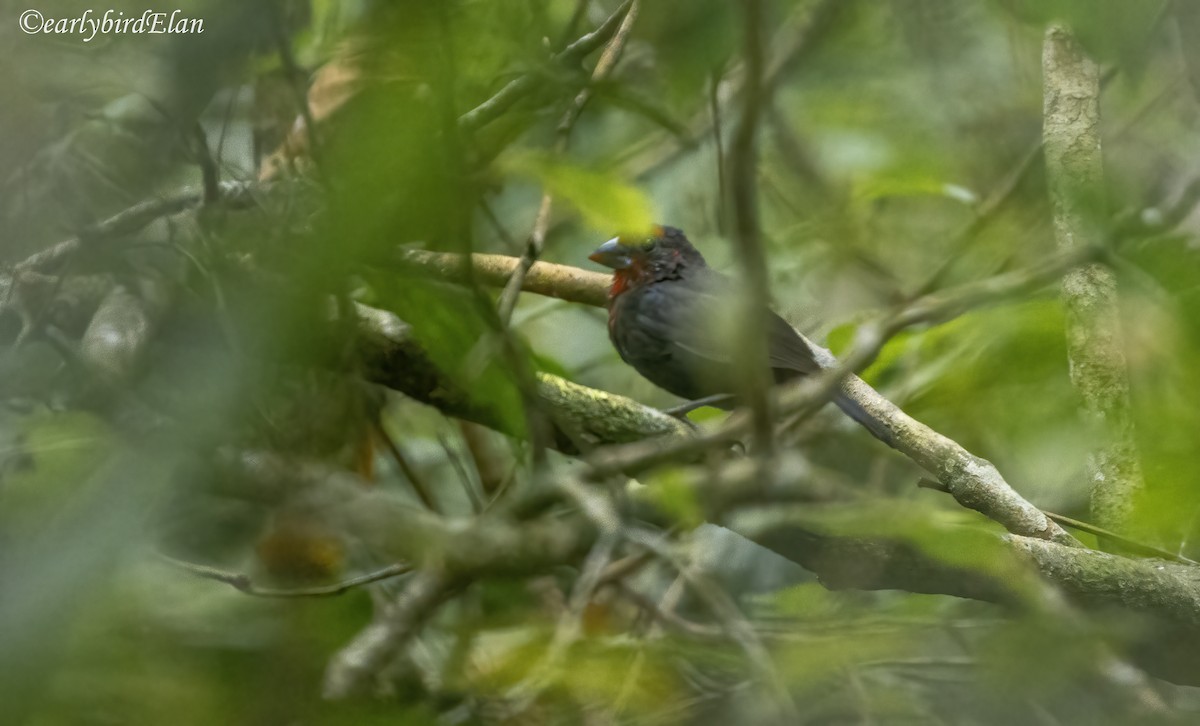 Grant's Bluebill - ML633949698