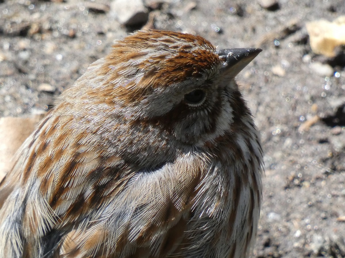 Song Sparrow (melodia/atlantica) - ML633949818