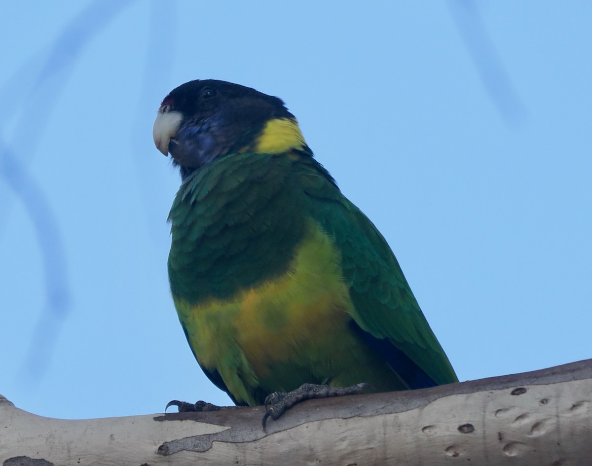 Australian Ringneck - ML633949905
