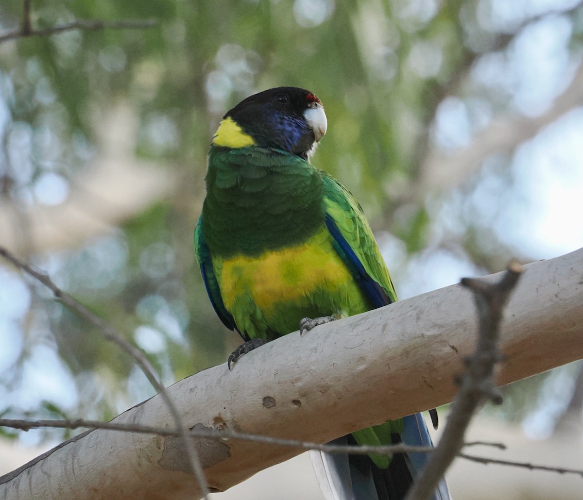 Australian Ringneck - ML633949906