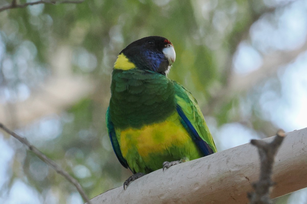 Australian Ringneck - ML633949907