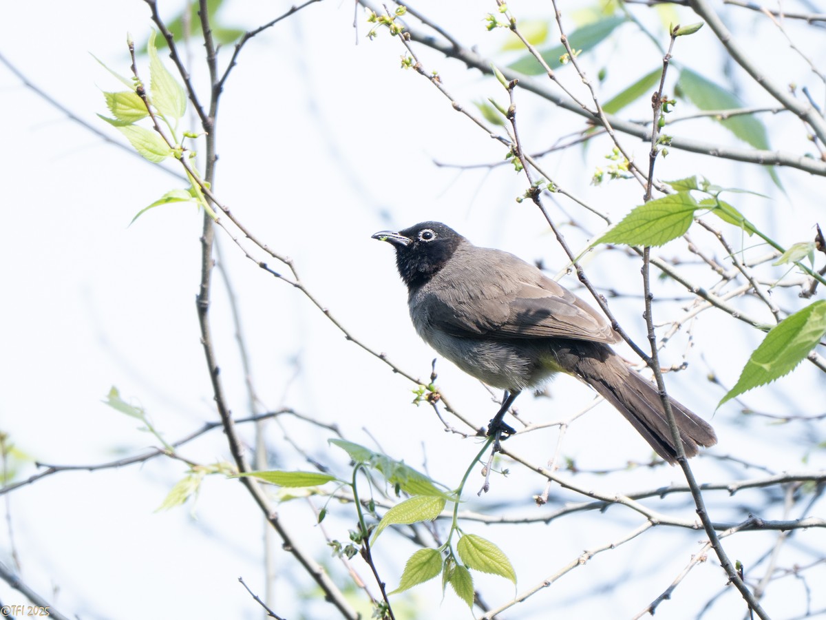 White-spectacled Bulbul - T I