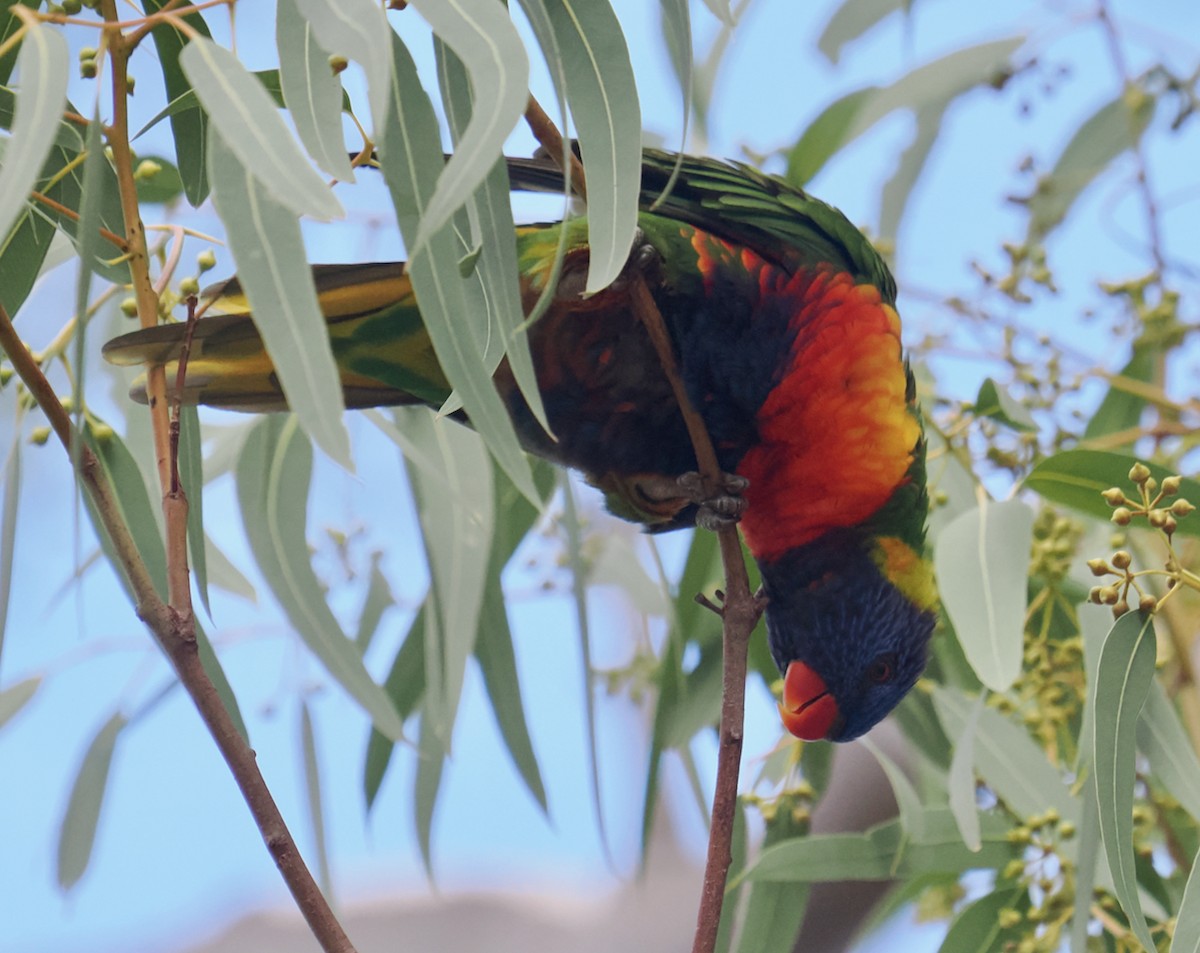 Rainbow x Red-collared Lorikeet (hybrid) - ML633949924