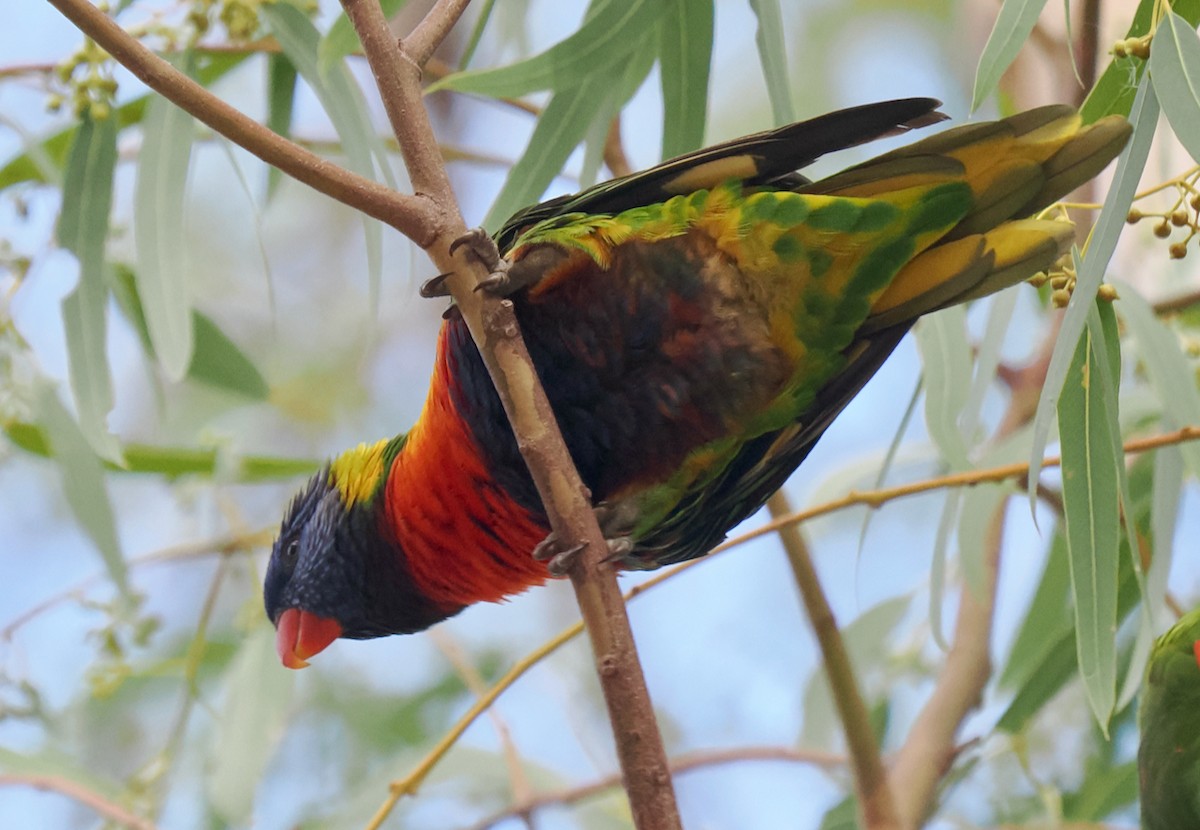Rainbow x Red-collared Lorikeet (hybrid) - ML633949925