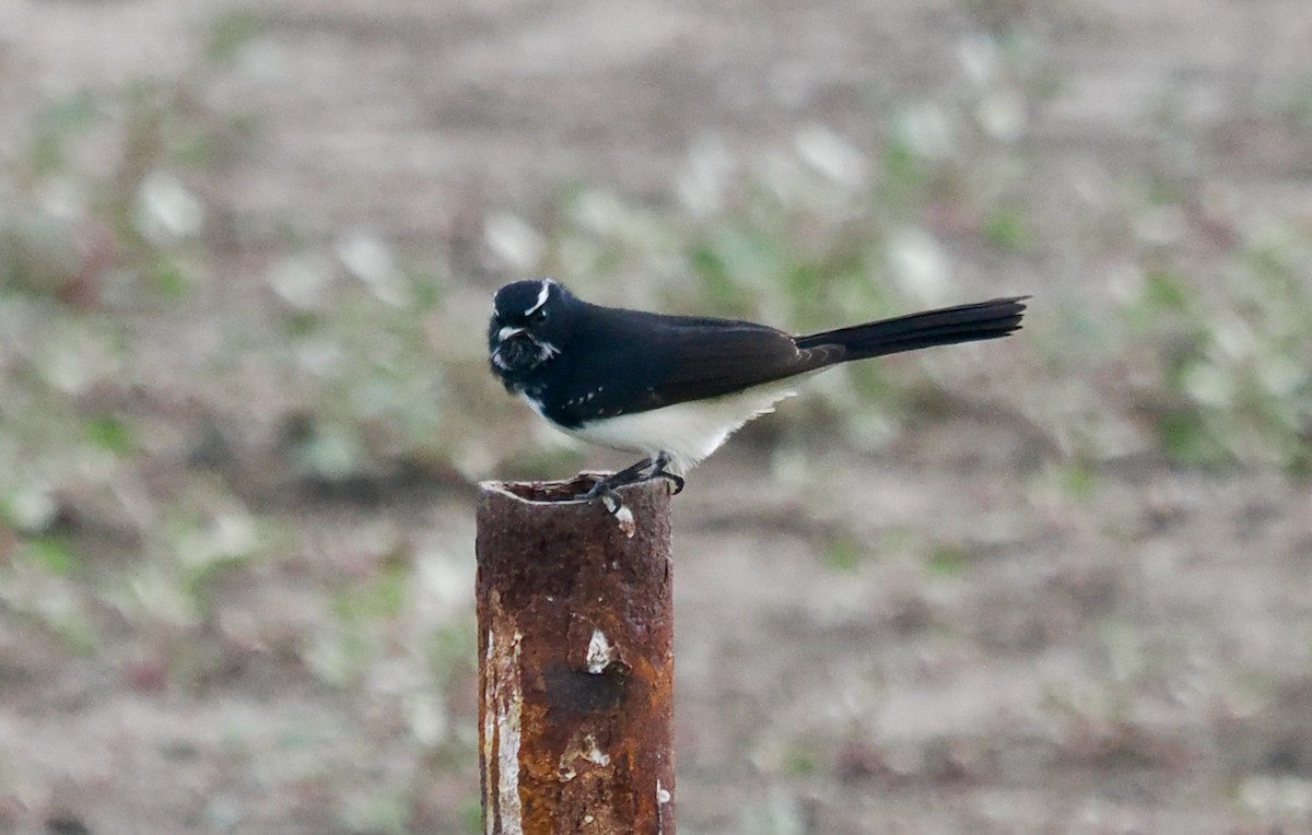 Willie-wagtail - ML633949966