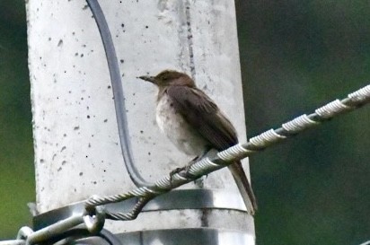 Black-billed Thrush - ML633950104