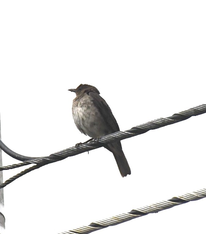 Black-billed Thrush - ML633950105