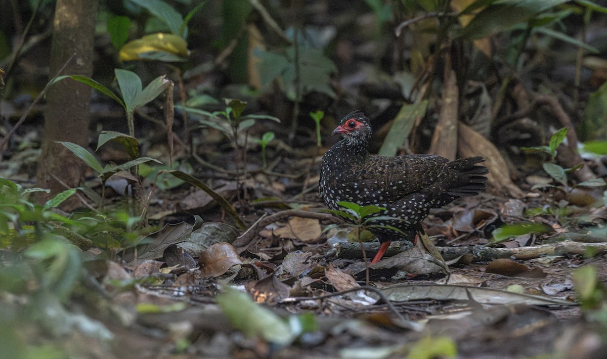 Nahan's Partridge - ML633950300