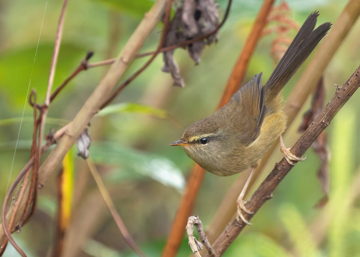 Aberrant Bush Warbler (Perplexing) - ML633950318
