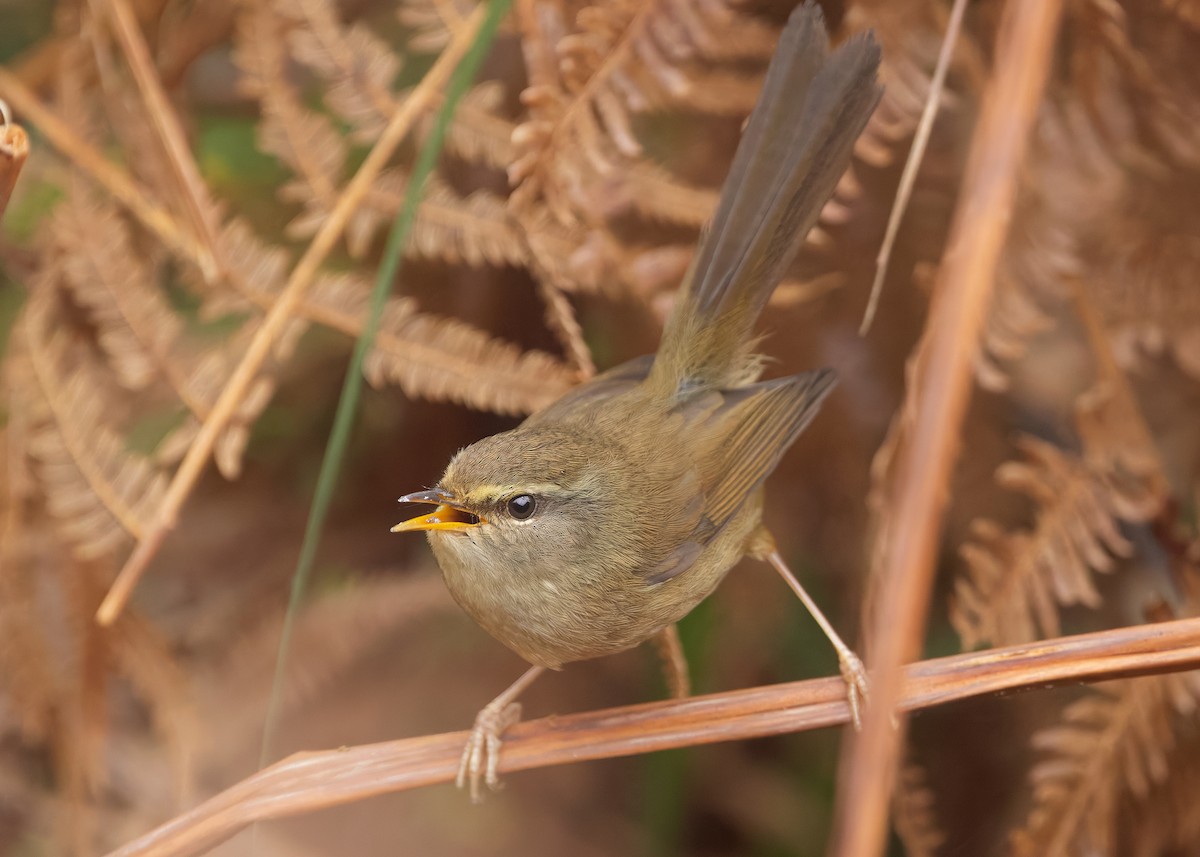 Aberrant Bush Warbler (Perplexing) - ML633950319