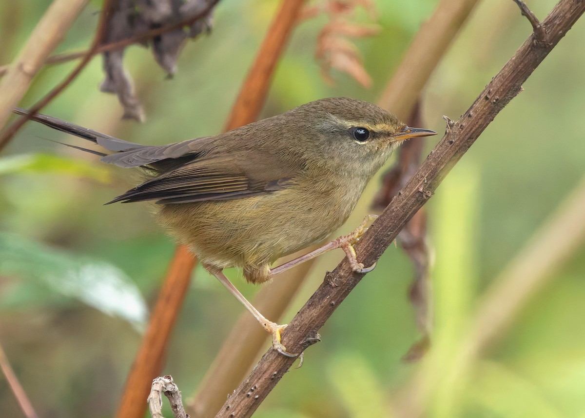 Aberrant Bush Warbler (Perplexing) - ML633950321