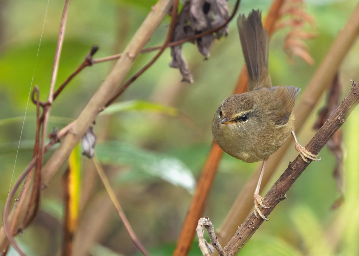 Aberrant Bush Warbler (Perplexing) - ML633950322