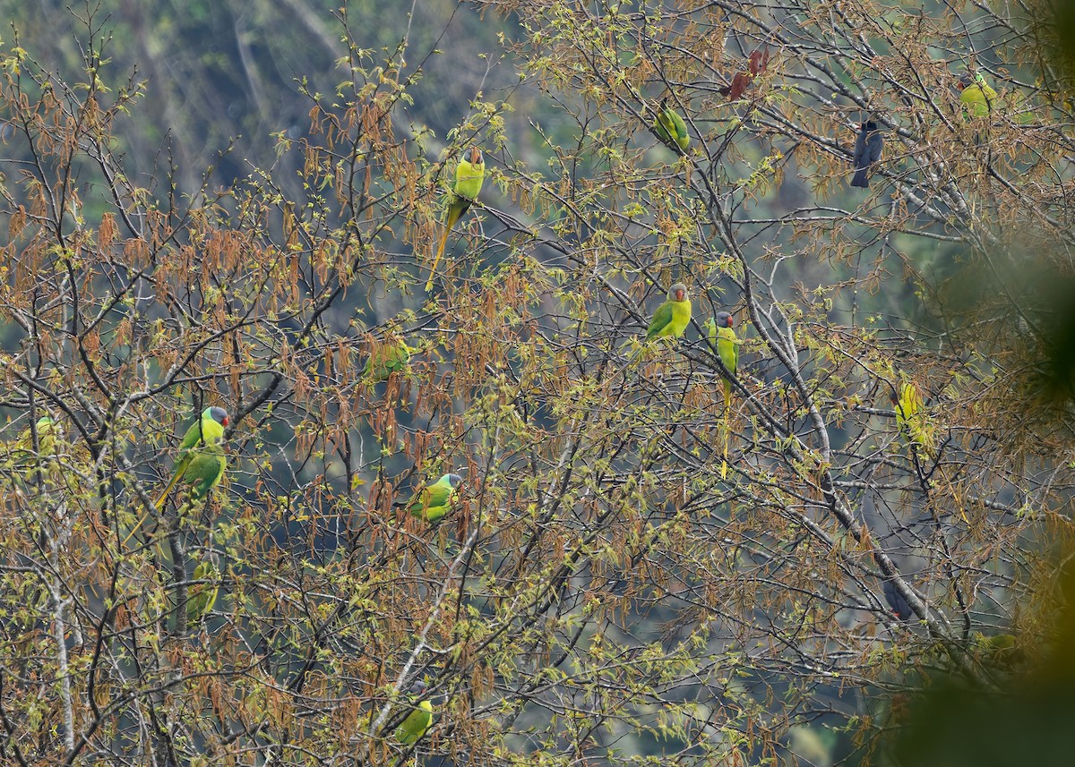 Gray-headed Parakeet - ML633950323