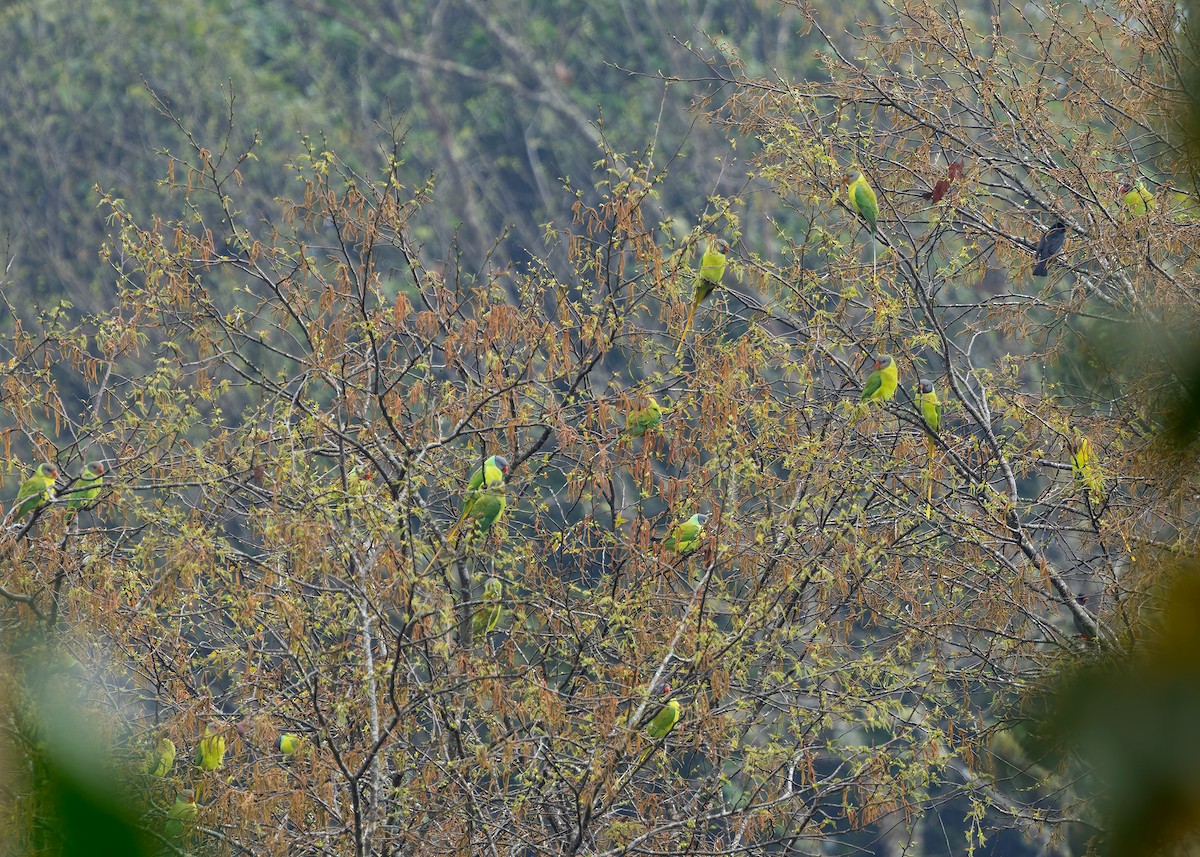 Gray-headed Parakeet - ML633950324