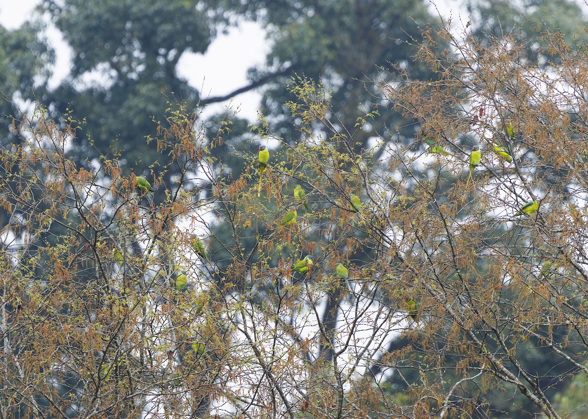 Gray-headed Parakeet - ML633950325