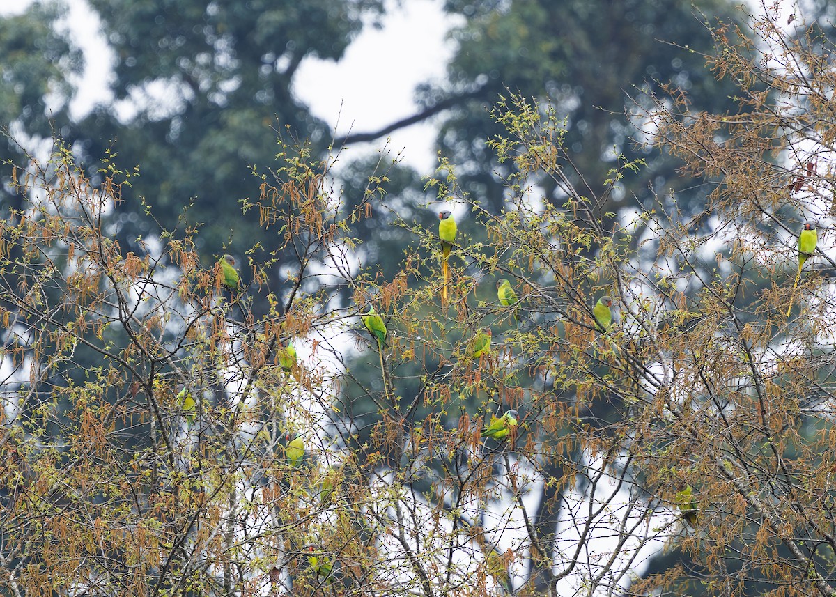 Gray-headed Parakeet - ML633950326