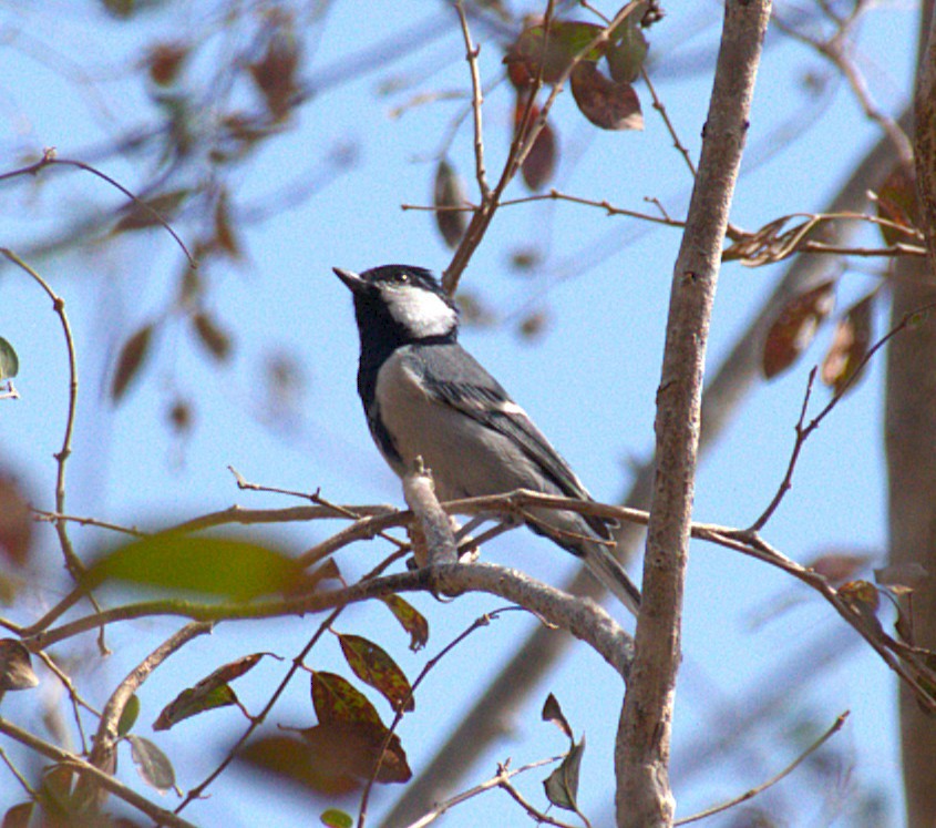 Mésange d'Asie (groupe cinereus) - ML633950360