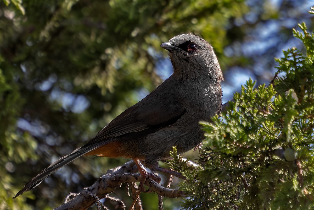 Abyssinian Catbird - ML633950425