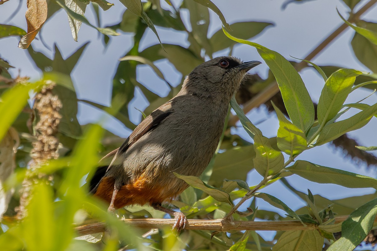 Abyssinian Catbird - ML633950426