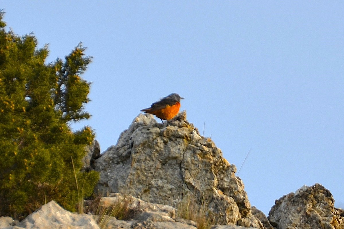 Rufous-tailed Rock-Thrush - ML633950449