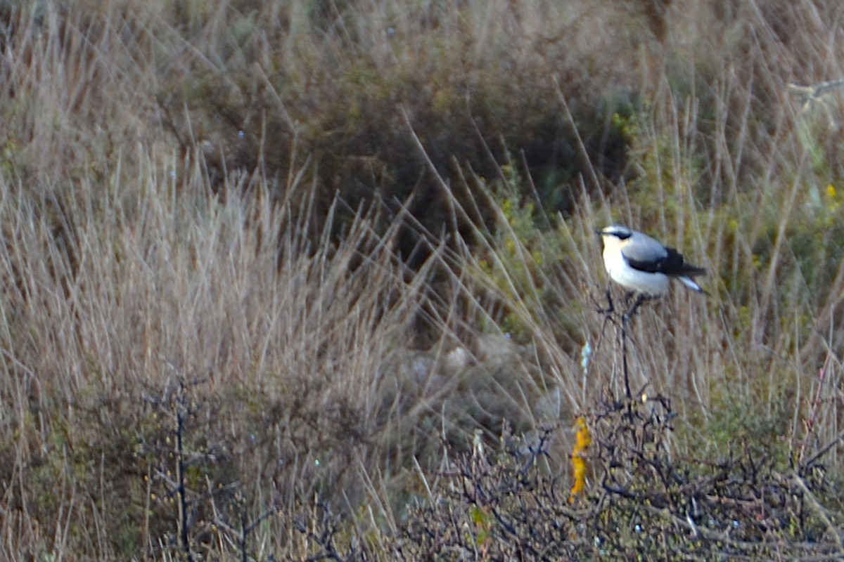 Northern Wheatear - ML633950457
