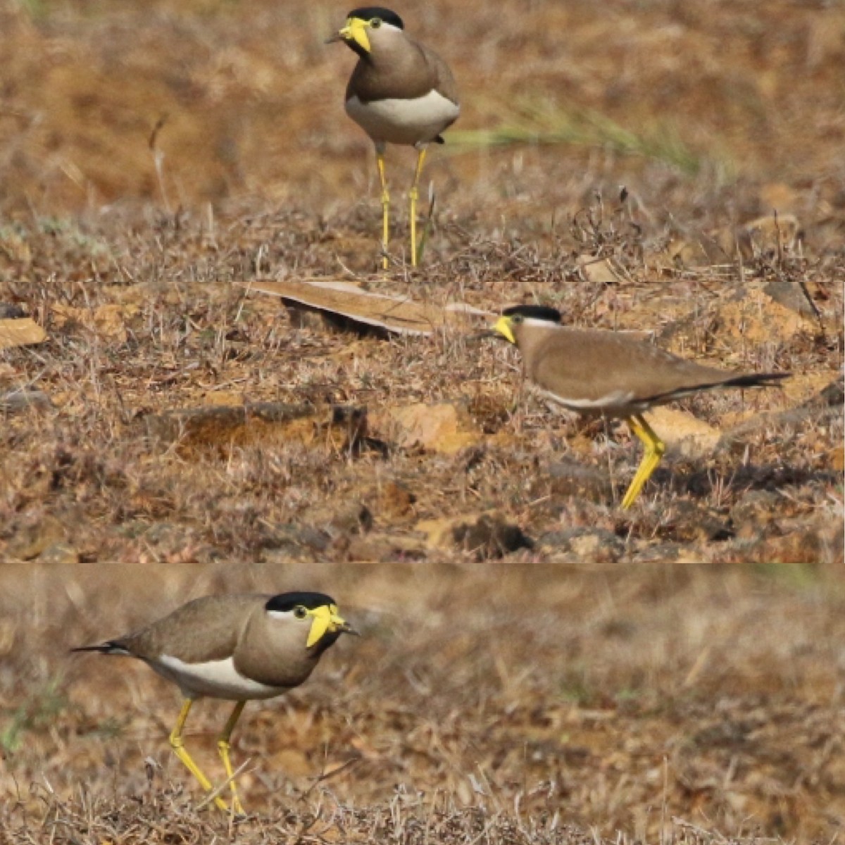 čejka indická - ML633950607