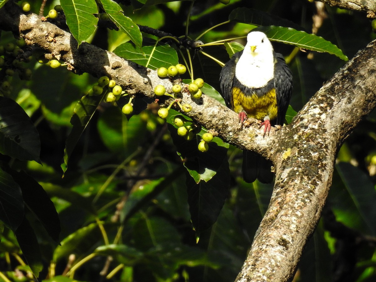 Black-backed Fruit-Dove - ML63395061