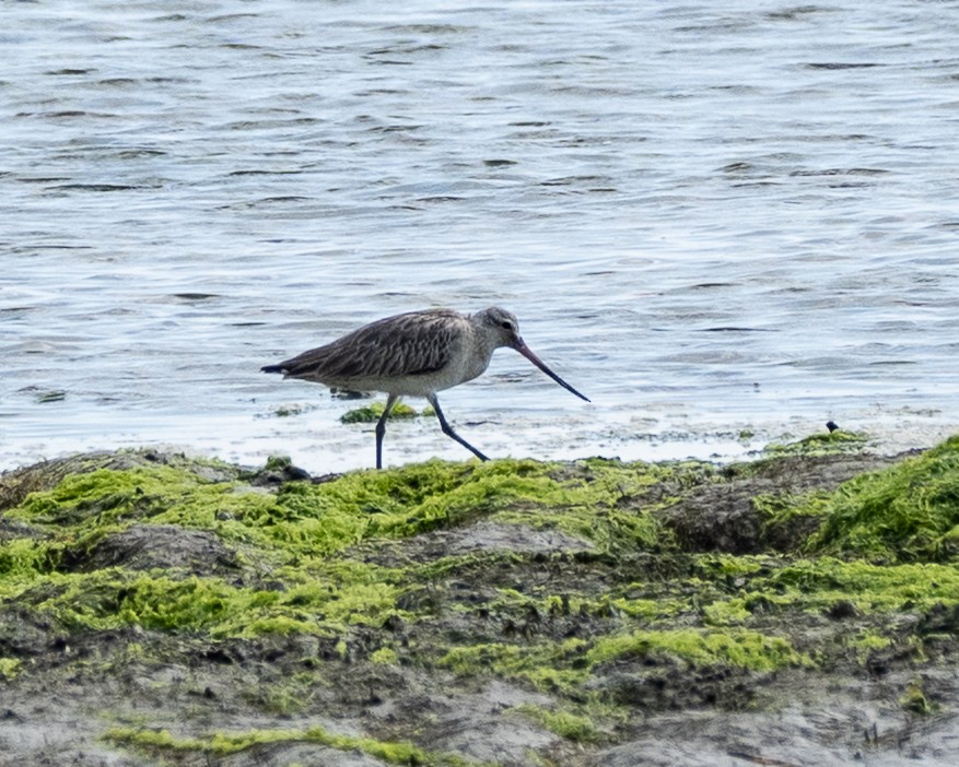 Bar-tailed Godwit - ML633950643