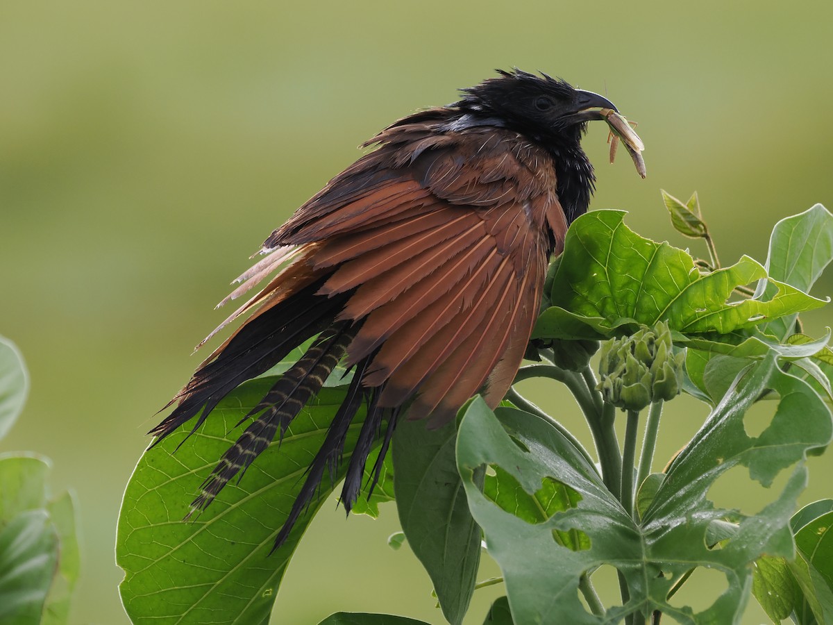 Black Coucal - ML633950687