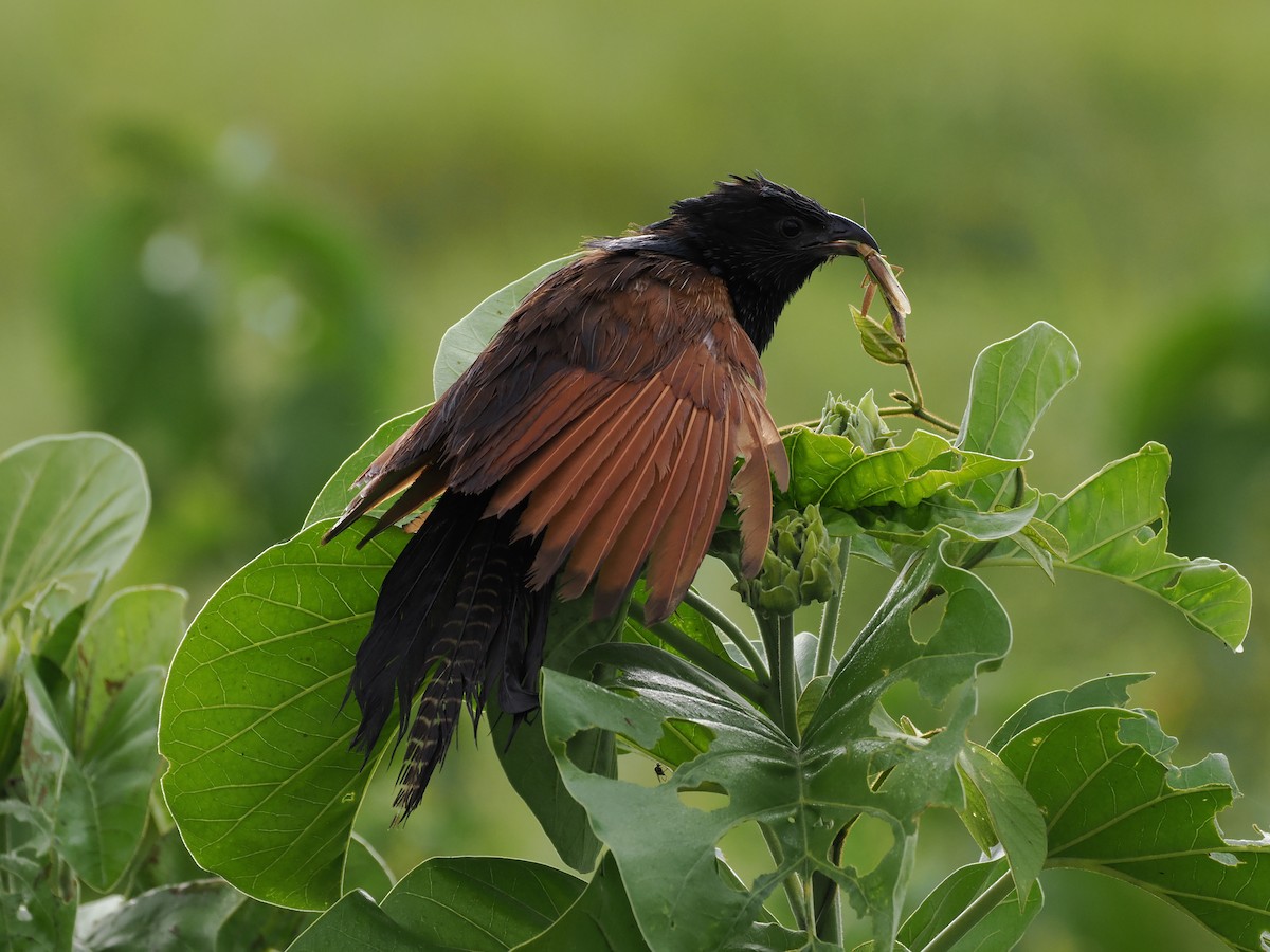 Black Coucal - ML633950688