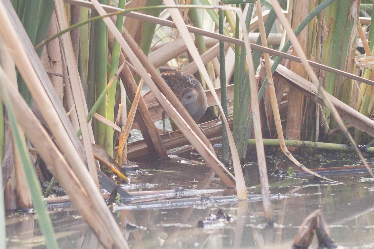 Baillon's Crake - ML633950721