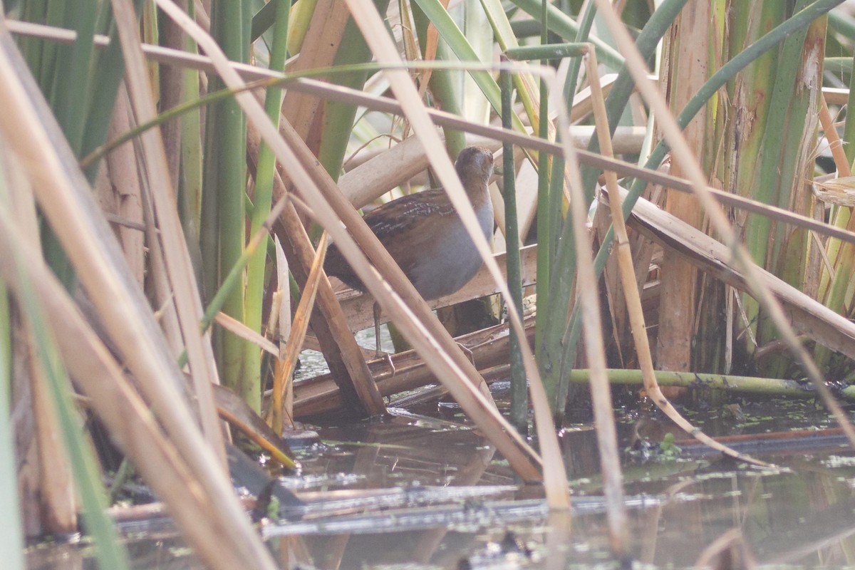 Baillon's Crake - ML633950722