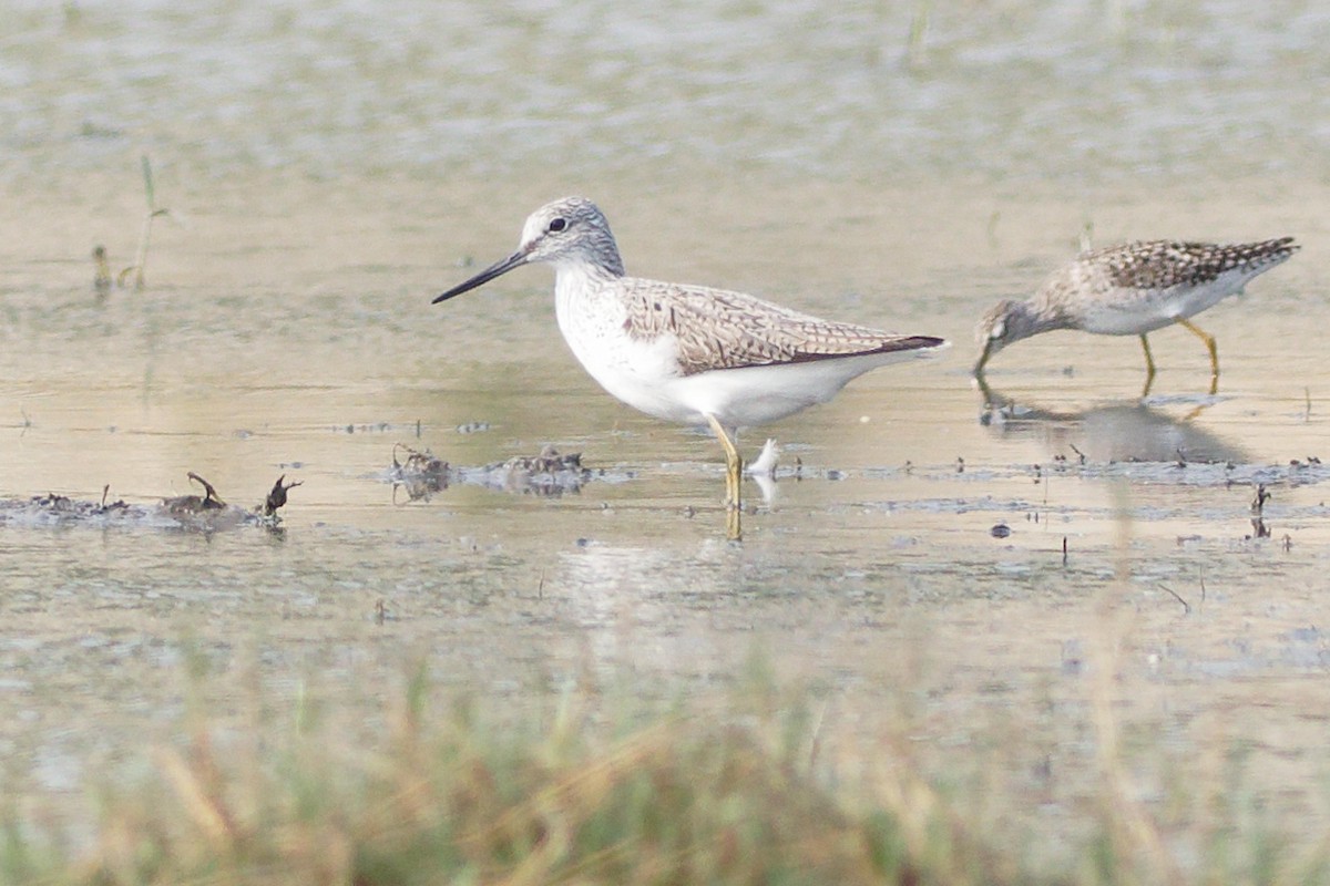 Common Greenshank - ML633950765