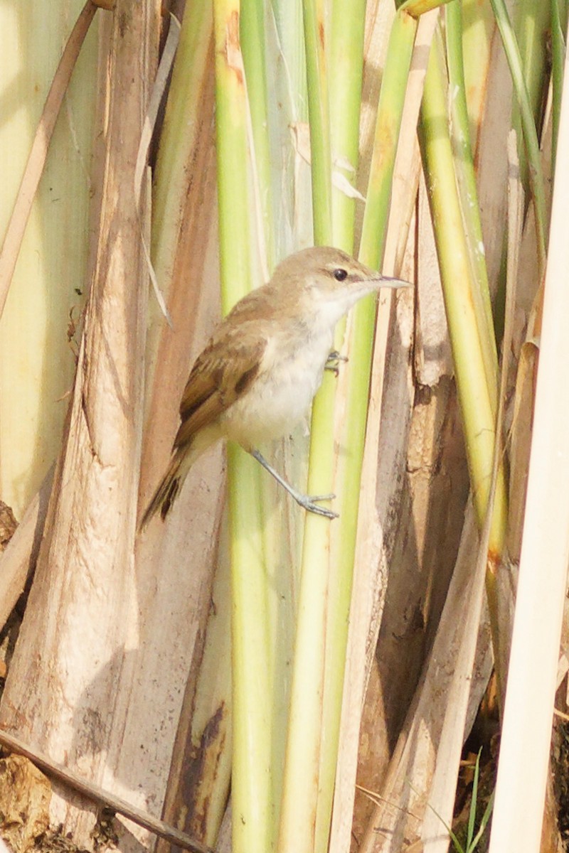 Clamorous Reed Warbler - ML633950772