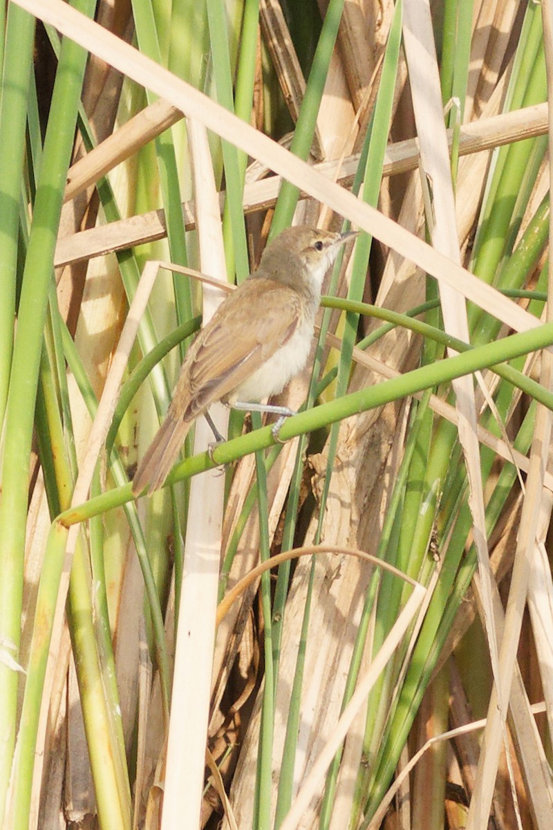 Clamorous Reed Warbler - ML633950773