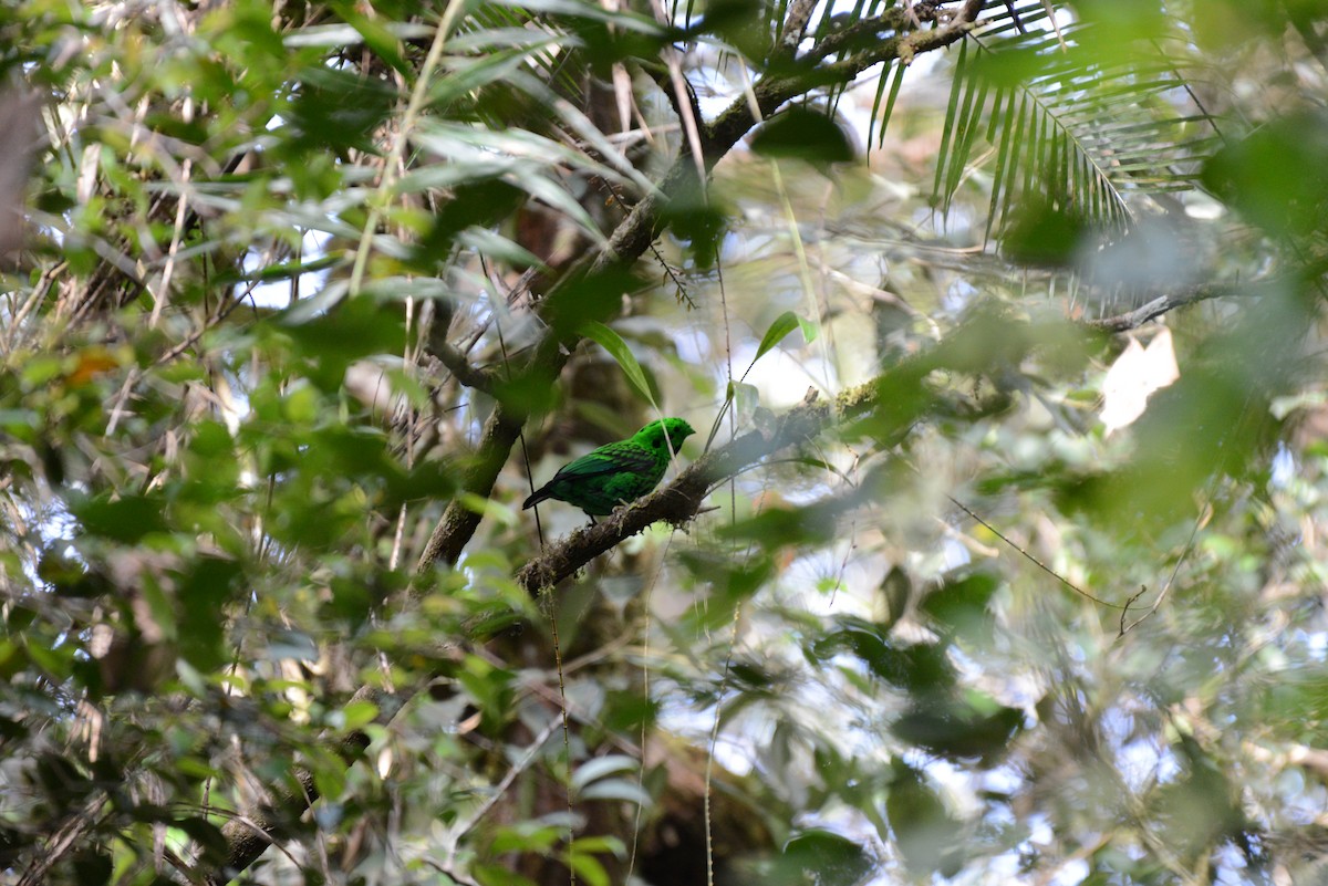 Whitehead's Broadbill - ML633950794