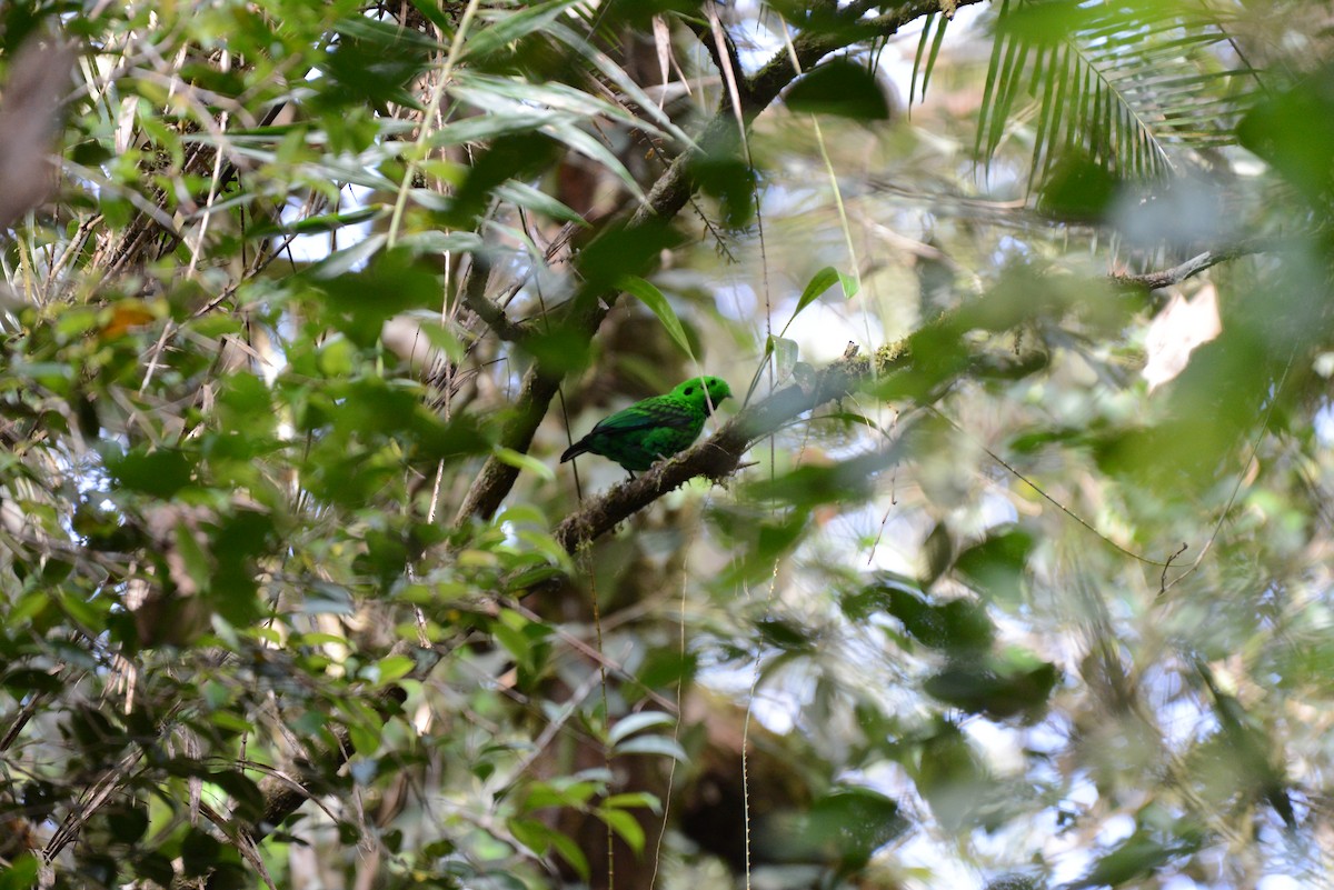 Whitehead's Broadbill - ML633950795