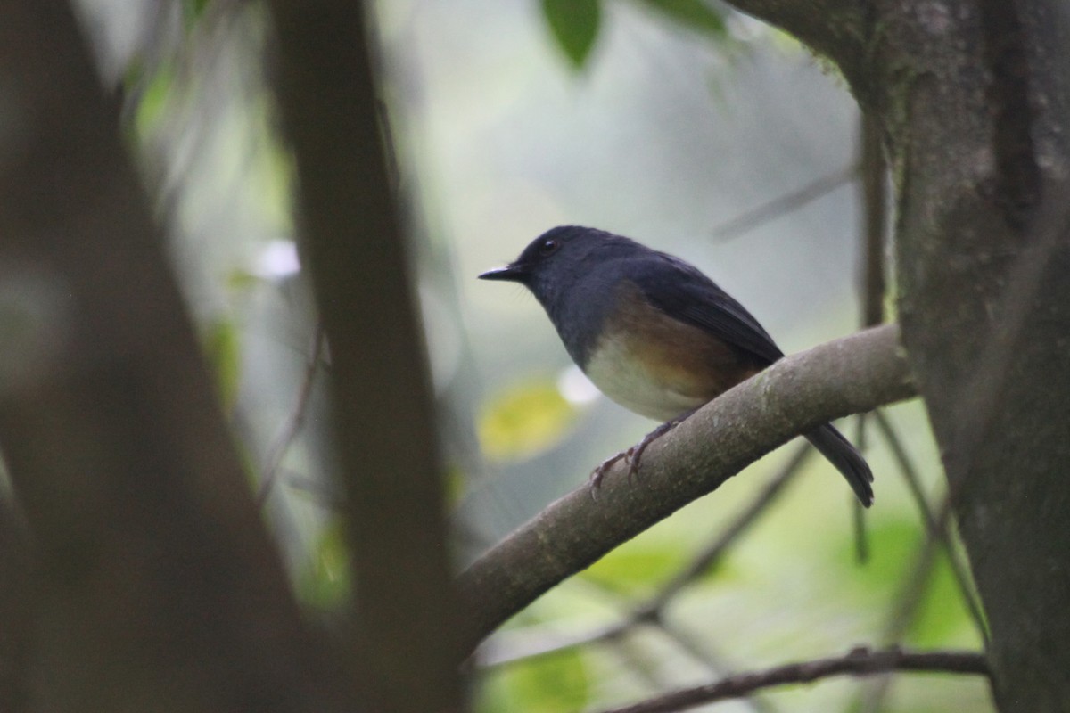 Nilgiri Sholakili - ML633950901