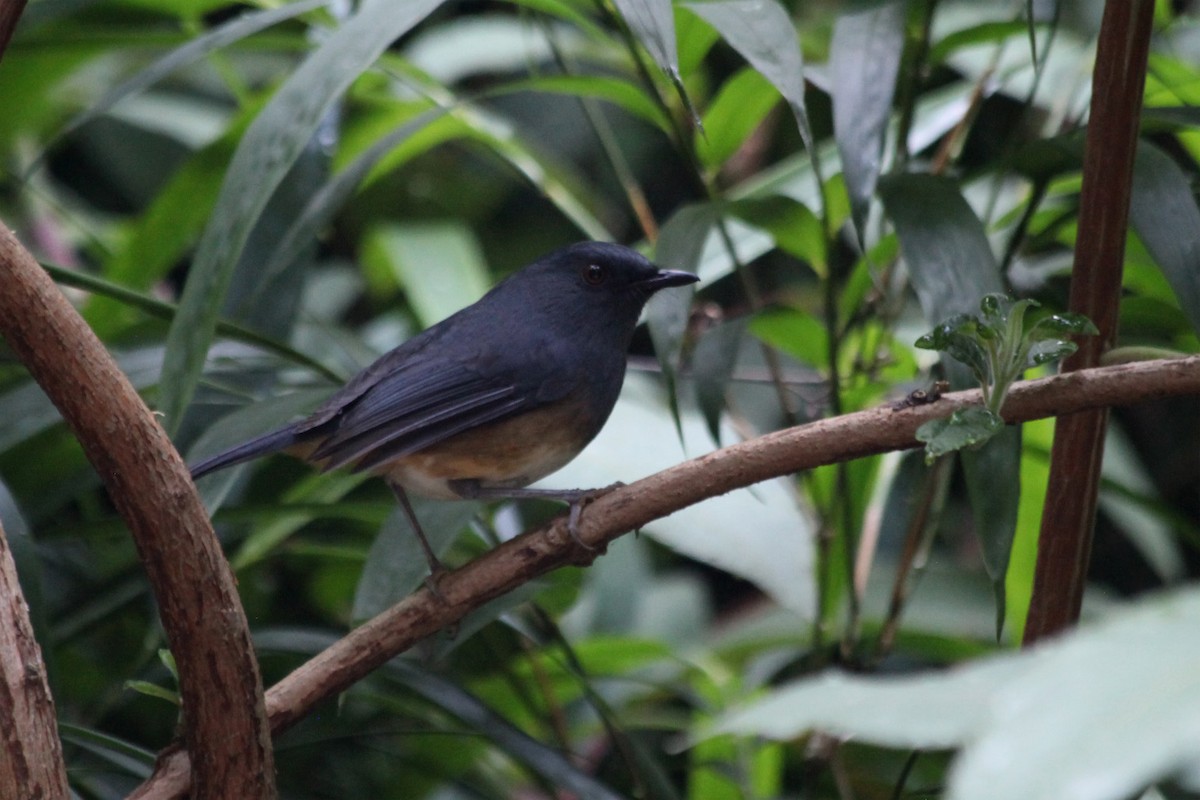Nilgiri Sholakili - ML633950902